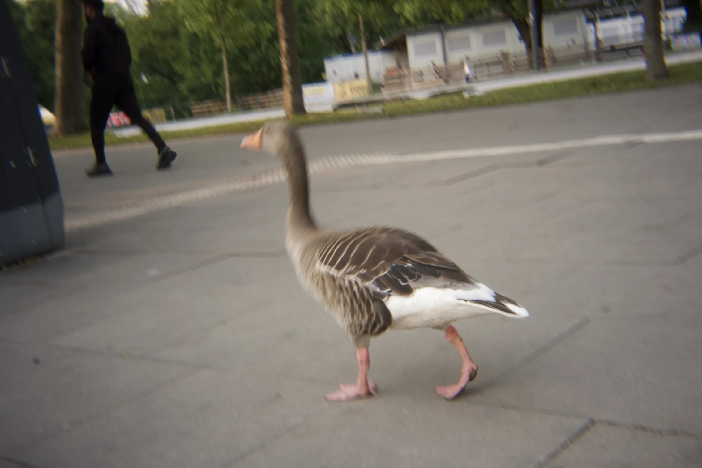 goose imitating a person walking